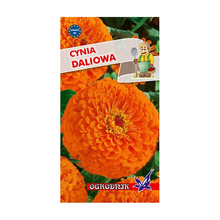 Nasiona Cynia daliowa pomarańczowa 1g