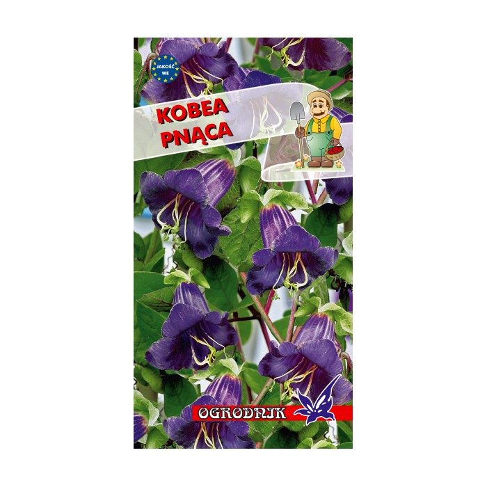 Nasiona Kobea pnąca kol.fioletowy 6-8z